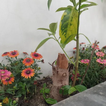 Miro Bed & Breakfast